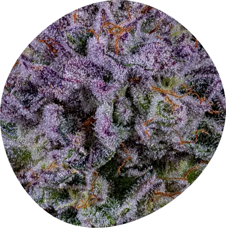 Mello Cannabis flower product image showcasing dense, frosty buds with orange hairs and green hues.